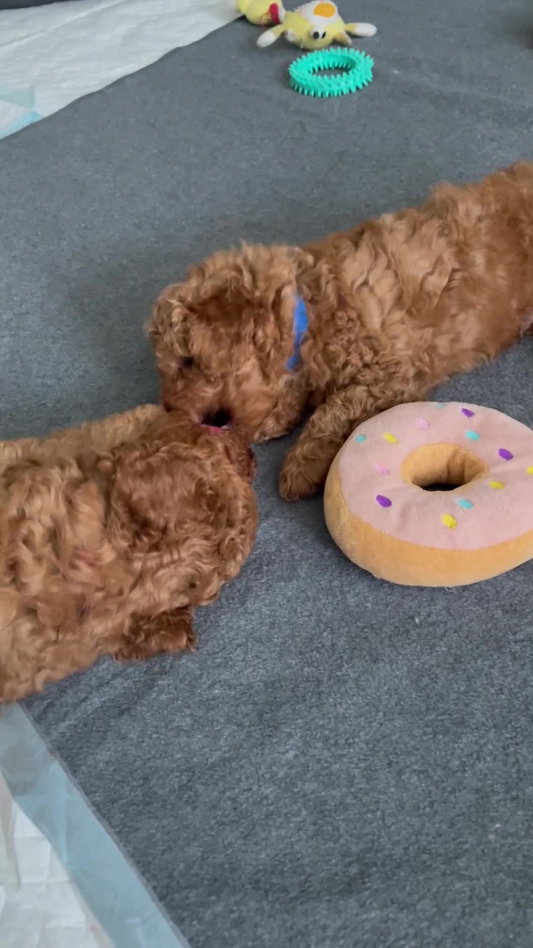 Toy Poodle dogs for sale: KC Toy Poodle- Only one left - Video 1