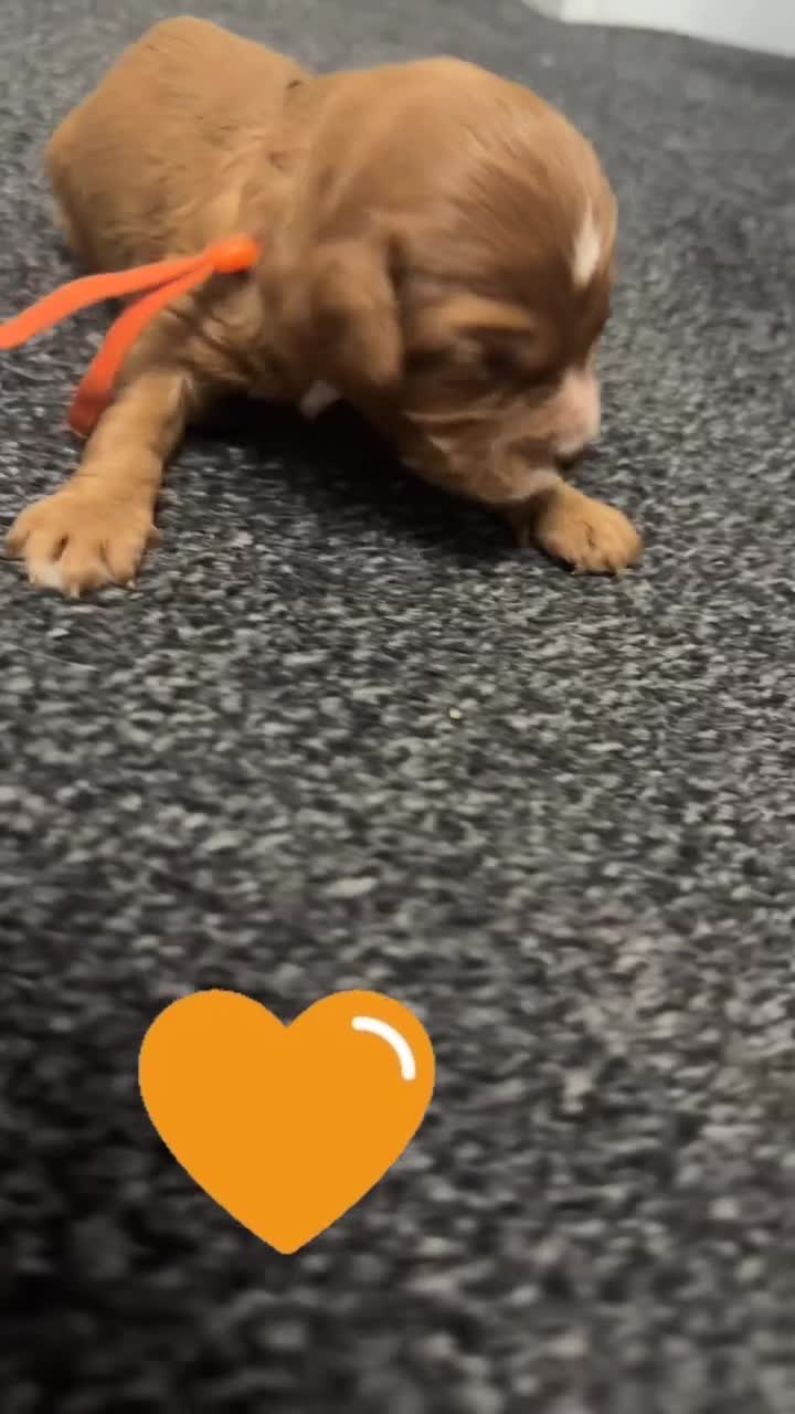 Cavapoo dogs for sale: F1 cavapoos 🥰dna health clear parents,💙🩷  - Video 2