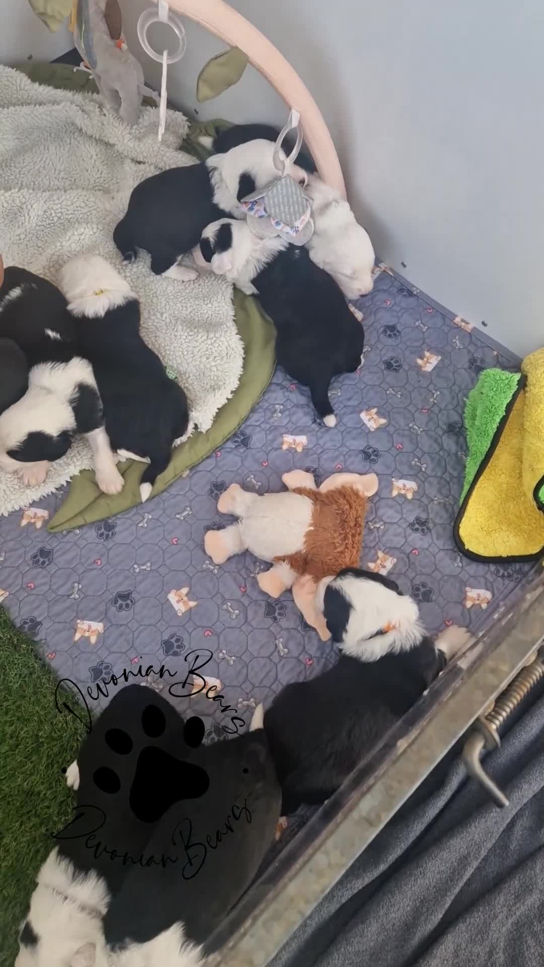 Old English Sheepdog dogs for sale: Fully health tested RKC Old English Sheepdog  - Video 1