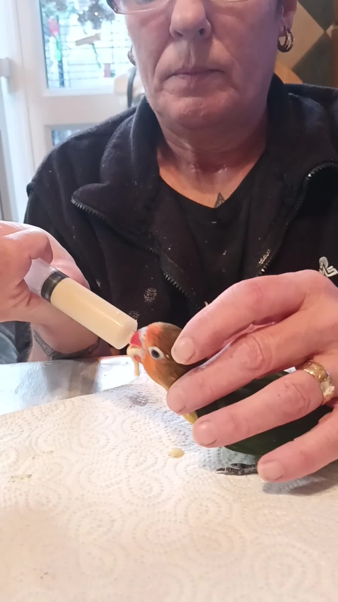 Lovebirds birds for sale: Beautiful very tame hand reared love bird chick  - Video 1