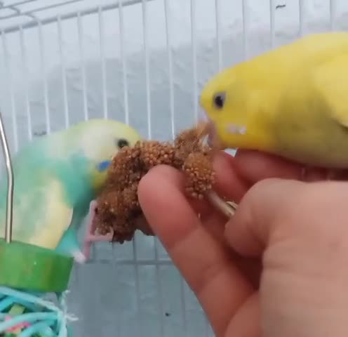 Budgerigars birds for sale: Pet baby budgies priced from £50 - Video 2