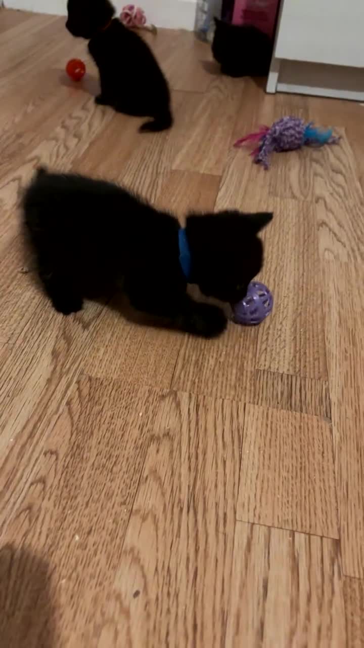 British Longhair cats for sale: British longhair cross ragdoll kittens for sale! - Video 3