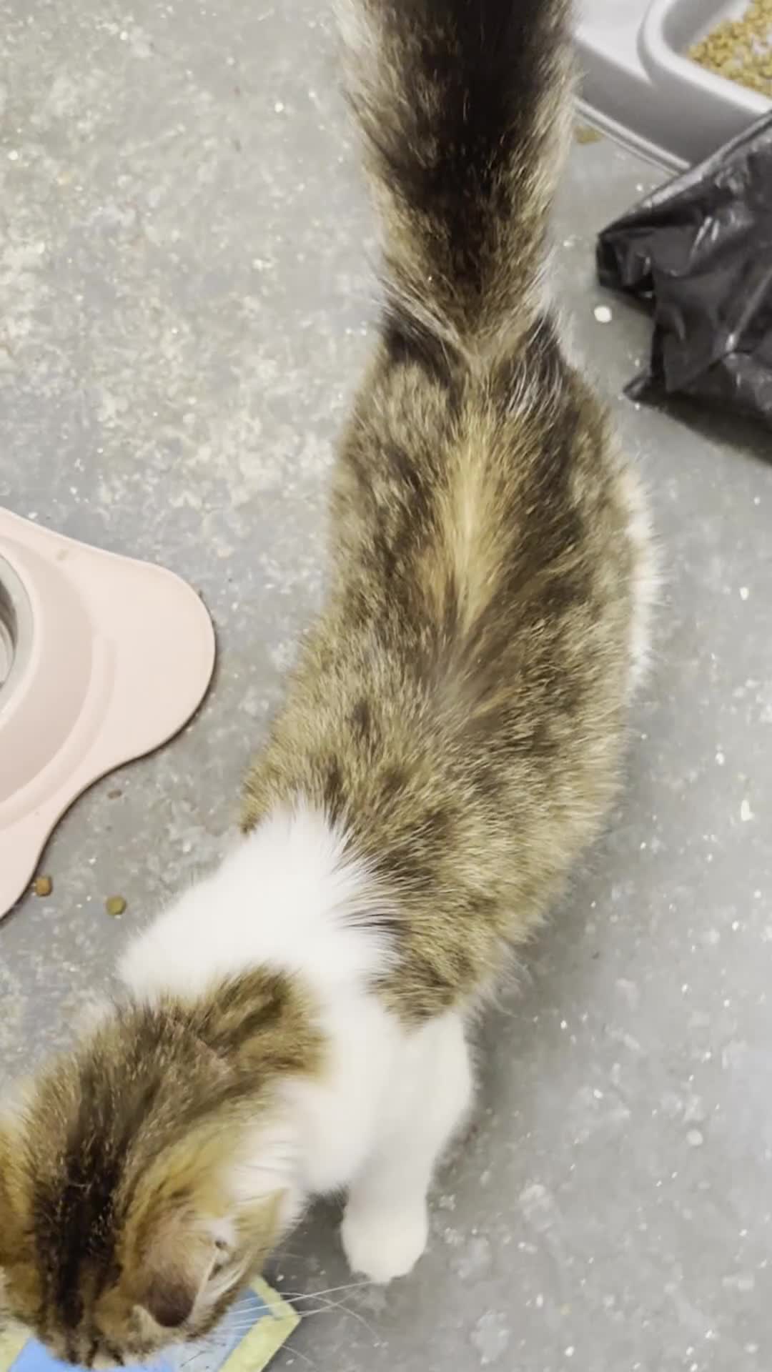 Mixed Breed cats for sale: Beautiful Siberian Mix Kitten – Friendly & Healthy in Wednesbury - Video 1