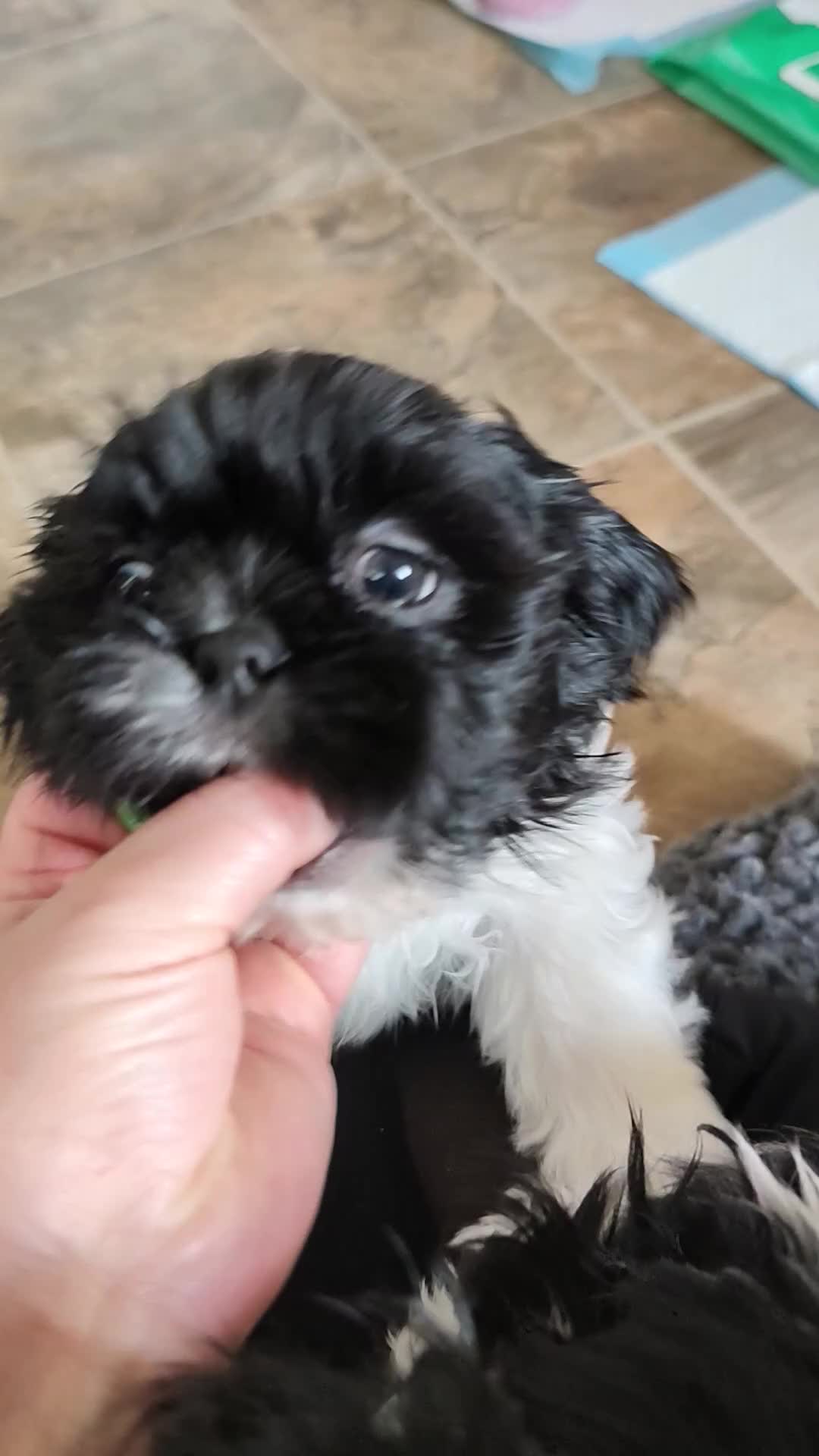 Shih Tzu dogs for sale: Shih Tzu puppies 1 boy available Redy Now!!! - Video 4