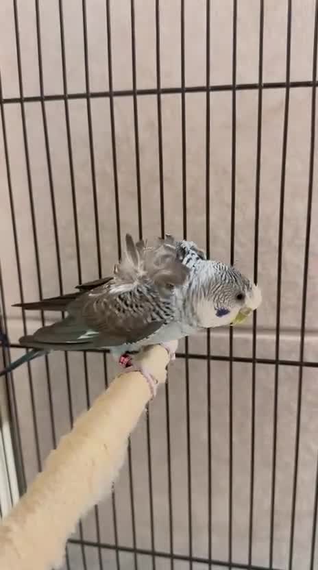 Budgerigars birds for sale: Young Black wing hen budgie for sale  - Video 1