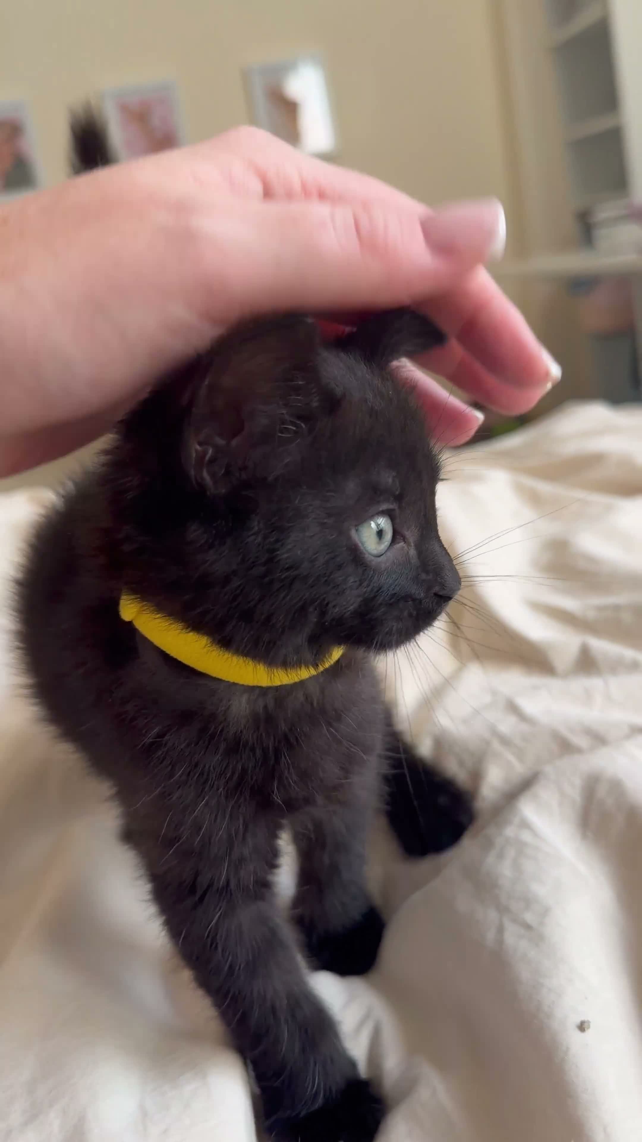 Domestic Shorthair cats for sale: Little black kitten  - Video 2