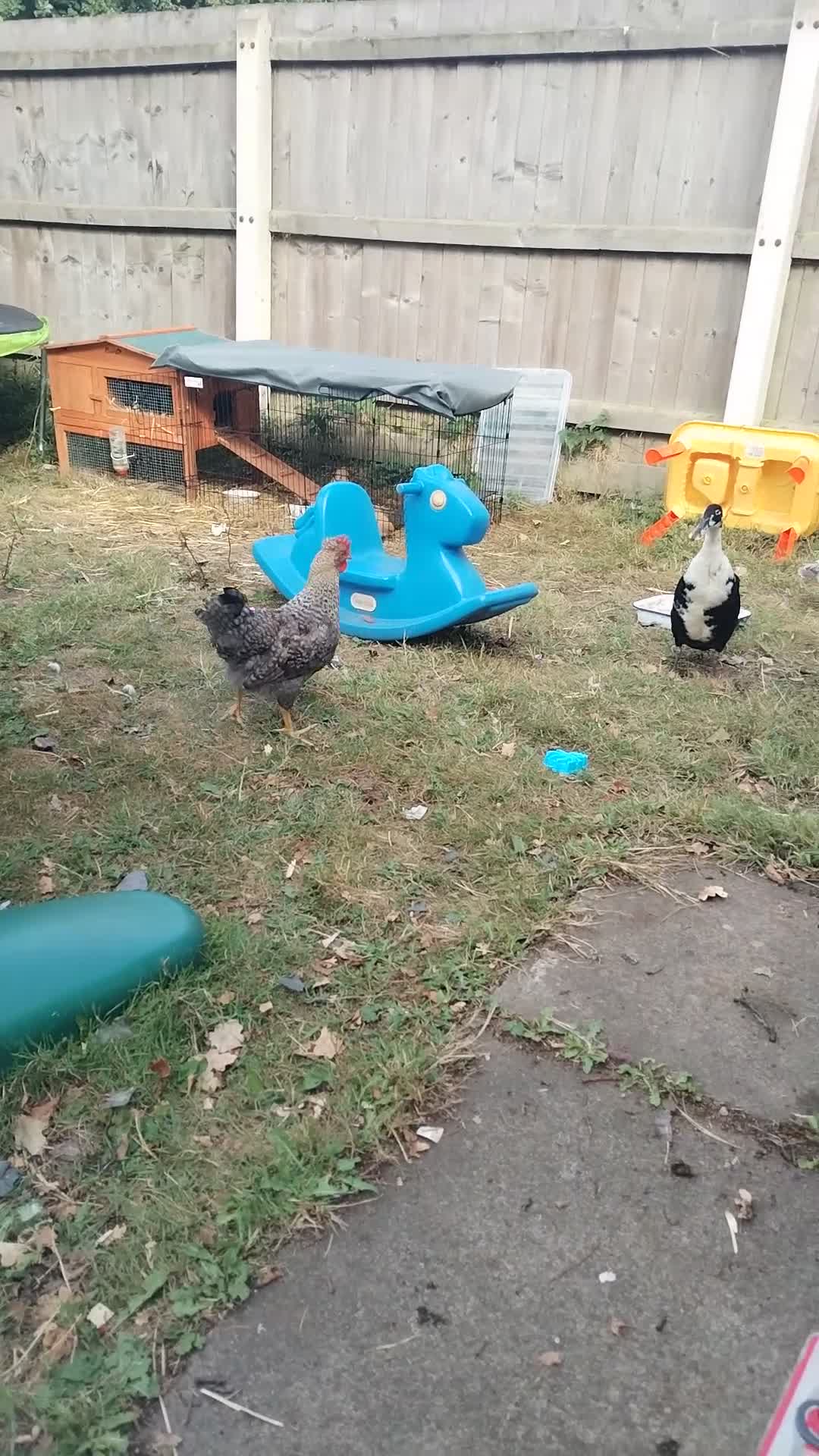 Chickens poultry for sale: Cockrel - Video 1