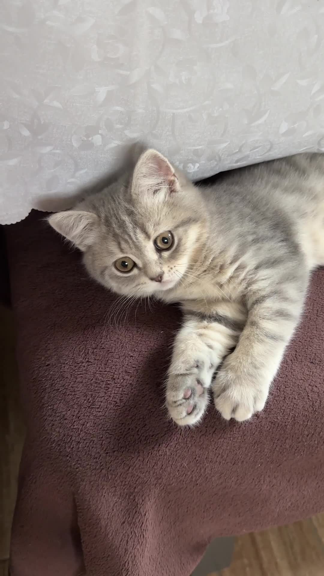 Scottish Fold cats for sale: Adorable Scottish Kitten Looking for a Loving Home - Video 1