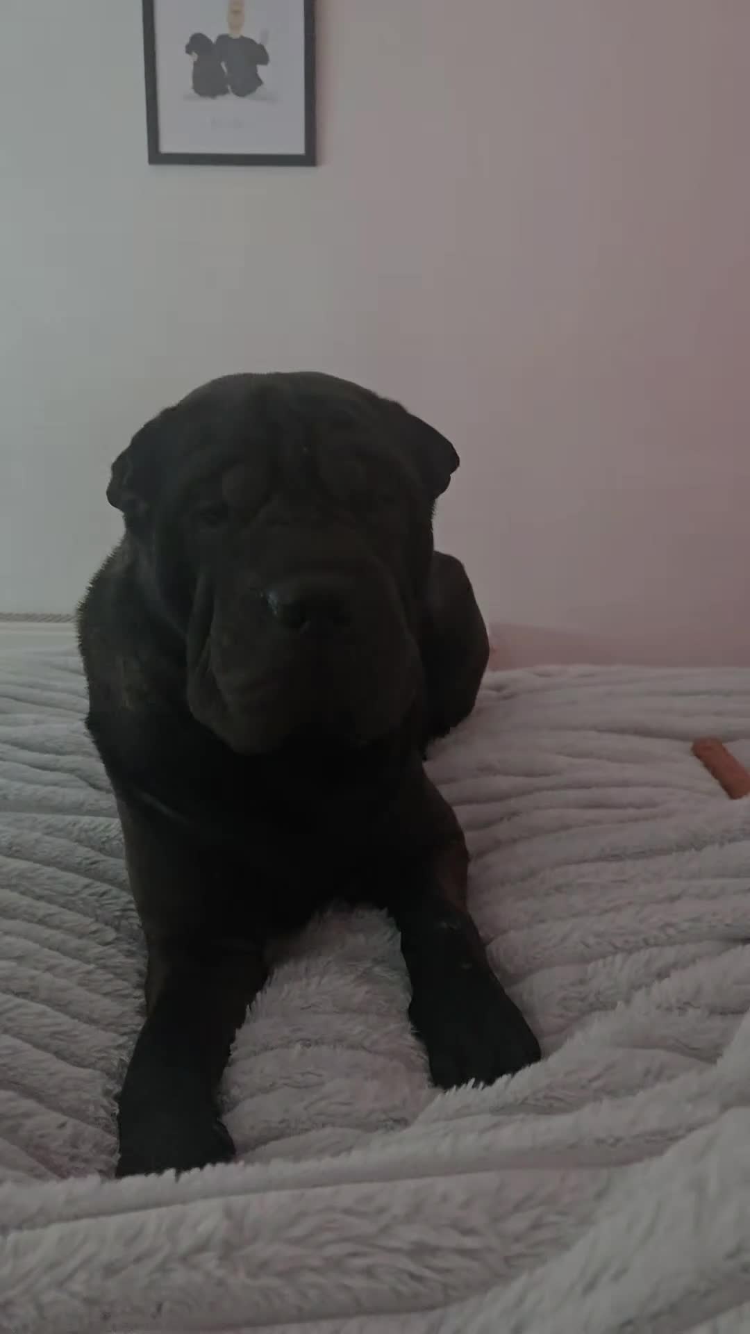 Shar Pei dogs for stud: Shar-pei for stud  in Bellshill - Video 2