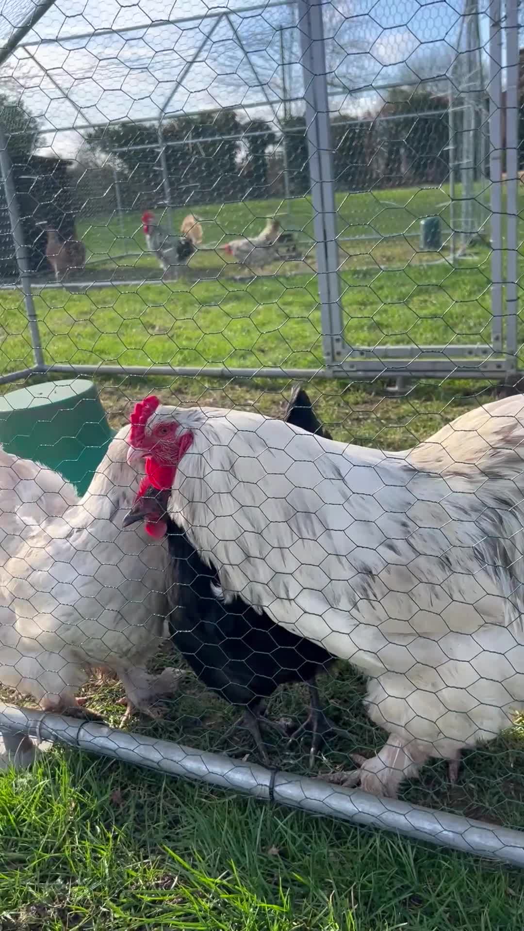 Chickens poultry for sale: Splash Brahma - Video 1