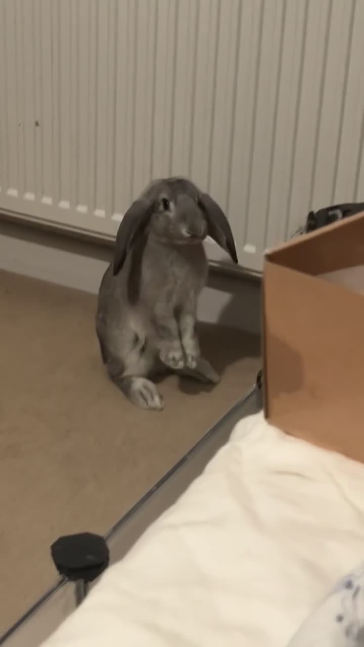 English Lop rabbits for sale: Male lop rabbit for sale - Video 1