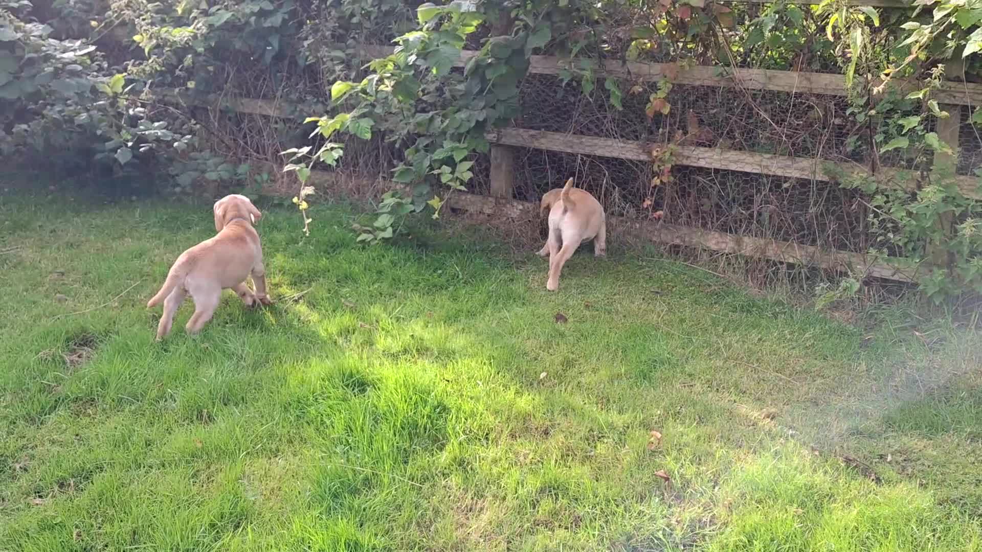 Goldador dogs for sale: Beautiful Goldador Puppies for Sale. ONLY 3 LEFT! - Video 1