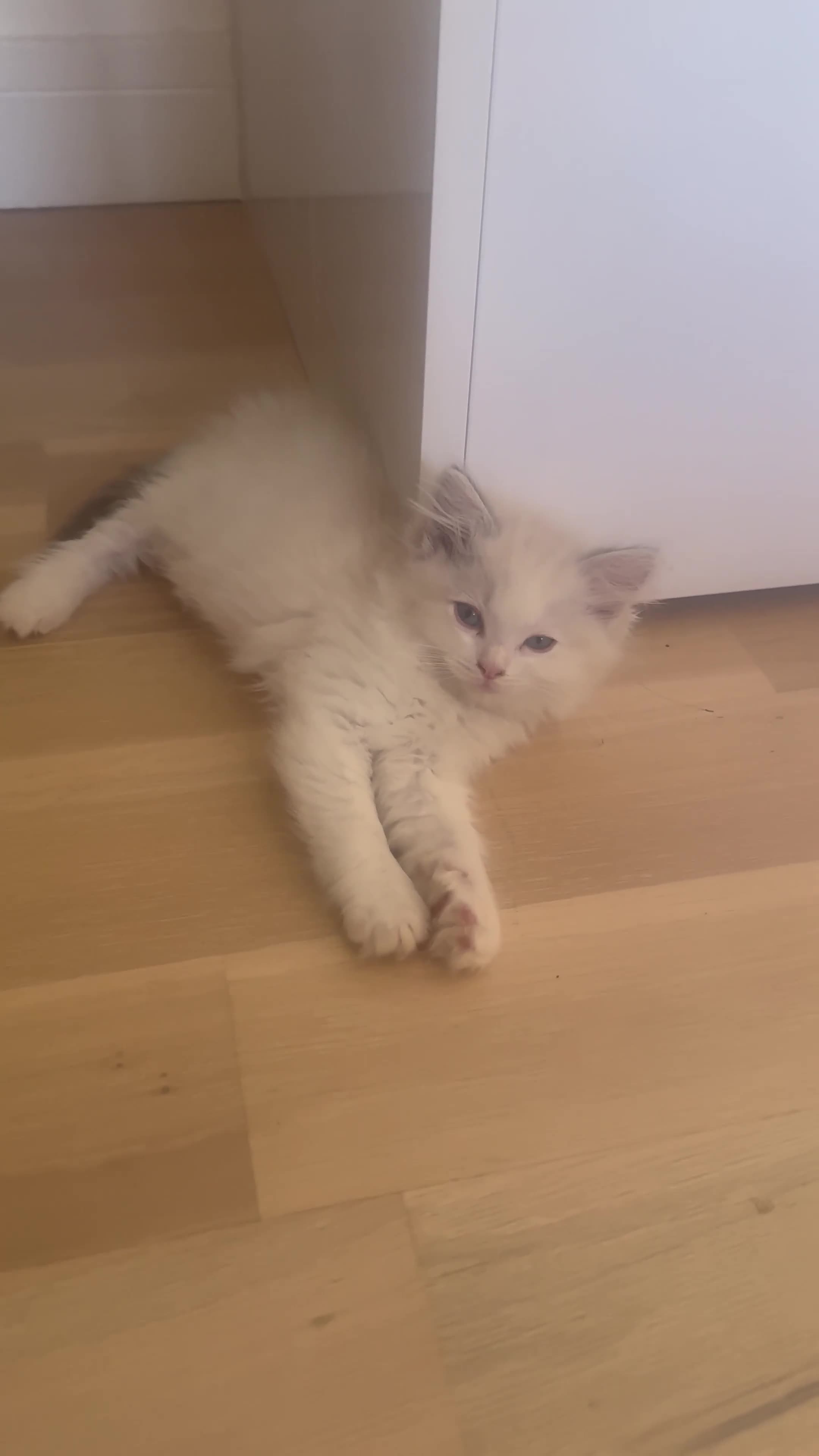 Ragdoll cats for sale: *REDUCED* ready to leave ragdoll kittens - Video 1