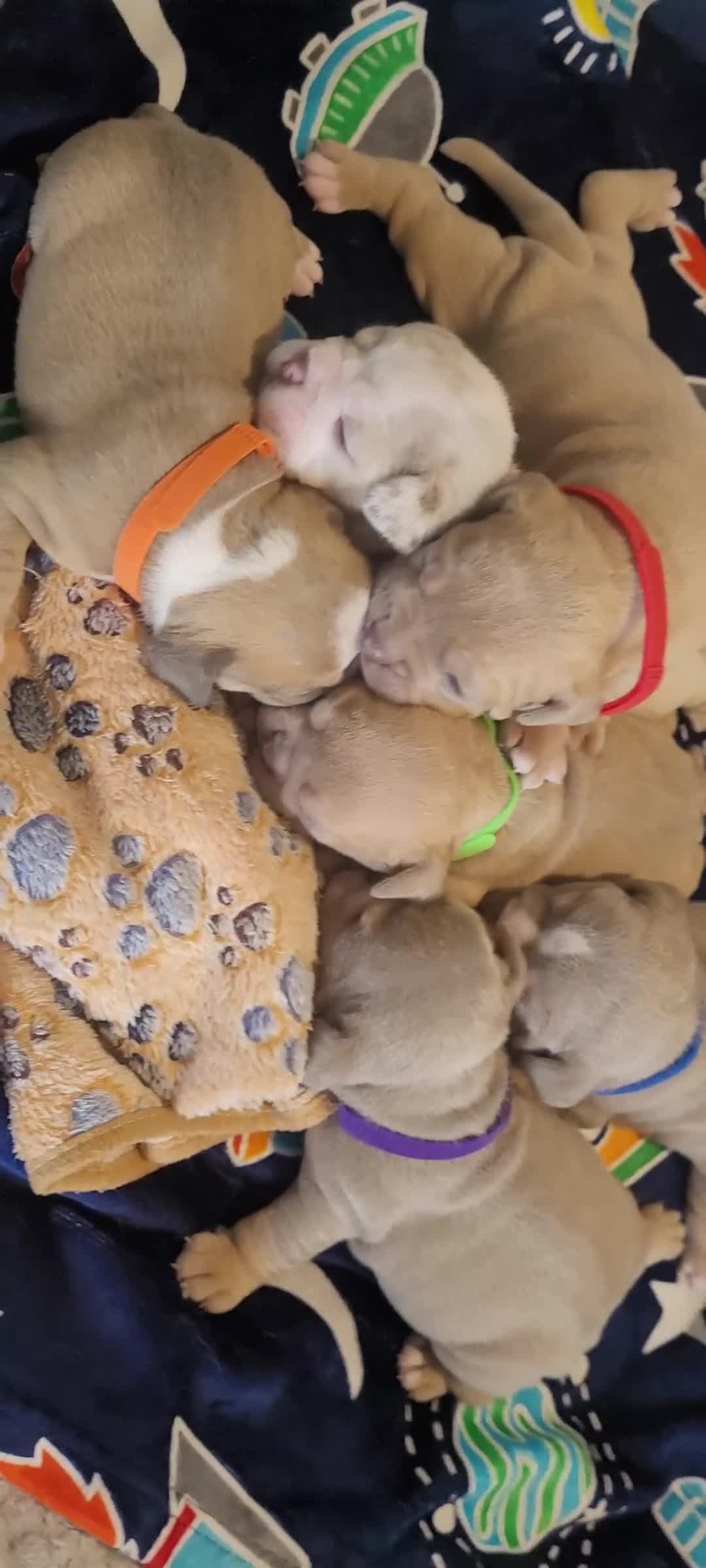 Olde English Bulldogge dogs for sale: Old English Bulldog Puppies - Video 1