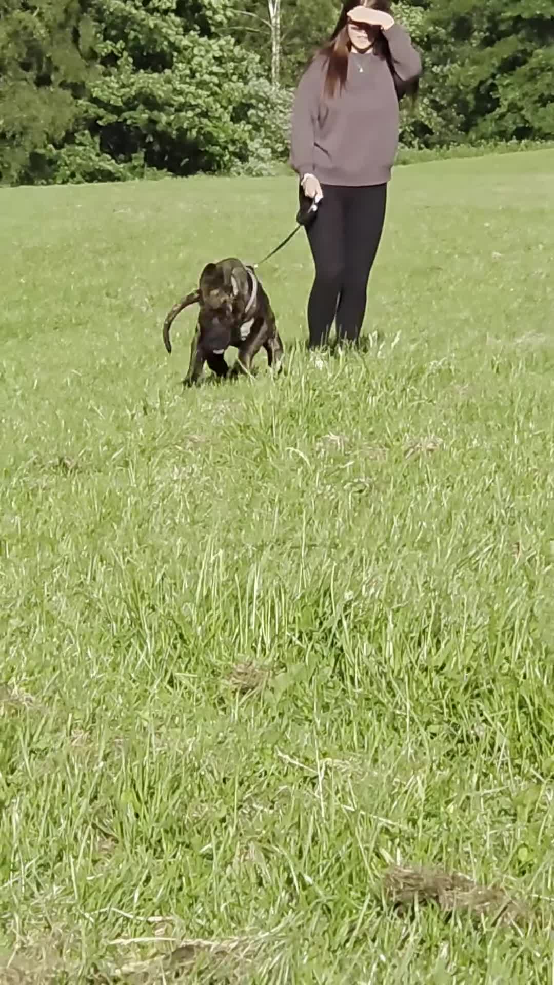 Presa Canario dogs for sale: Presa canario  - Video 1