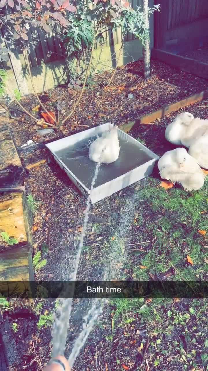 Ducks poultry for sale: Quartet of XL Aylesbury ducks  - Video 1