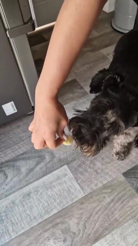 Miniature Schnauzer dogs for stud: Miniature Schnauzer Proven Stud - Video 1