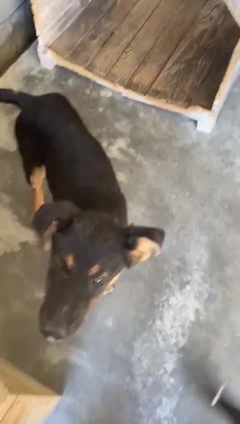 Mixed Breed dogs for adoption: Amelia, 8 months old, Available for adoption. - Video 4