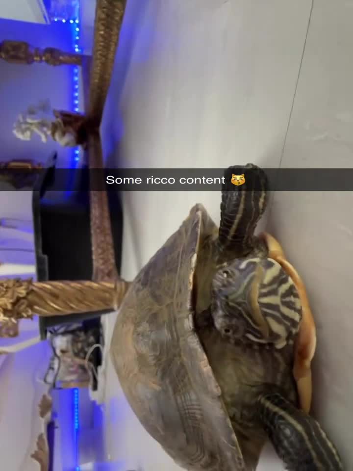 Turtle reptiles for sale: Ricco the turtle  - Video 2