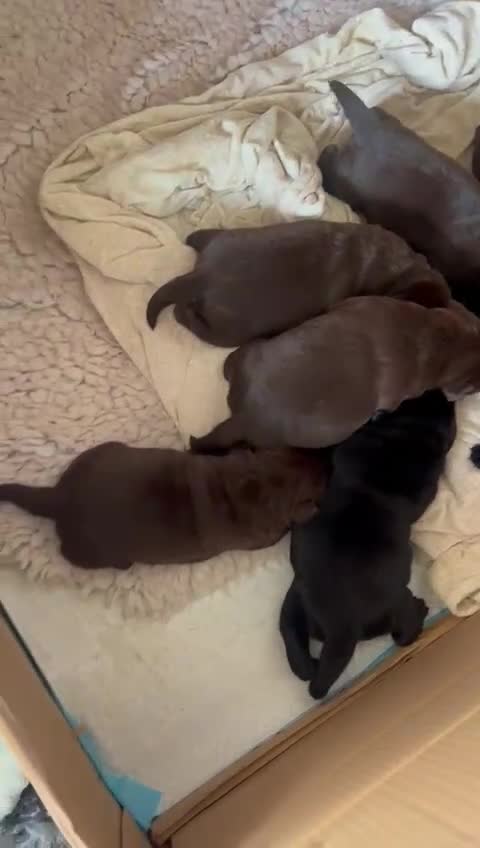 Labrador Retriever dogs for sale: Labrador puppies  in Aldershot - Video 2