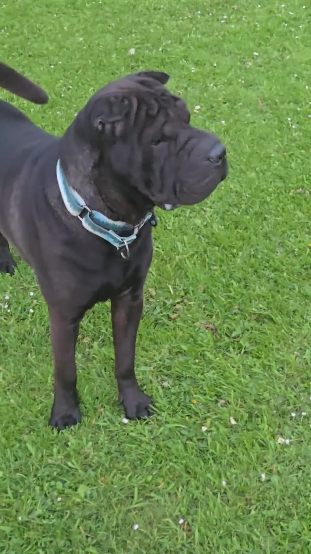 Shar Pei dogs for stud: Shar-pei for stud  in Bellshill - Video 3