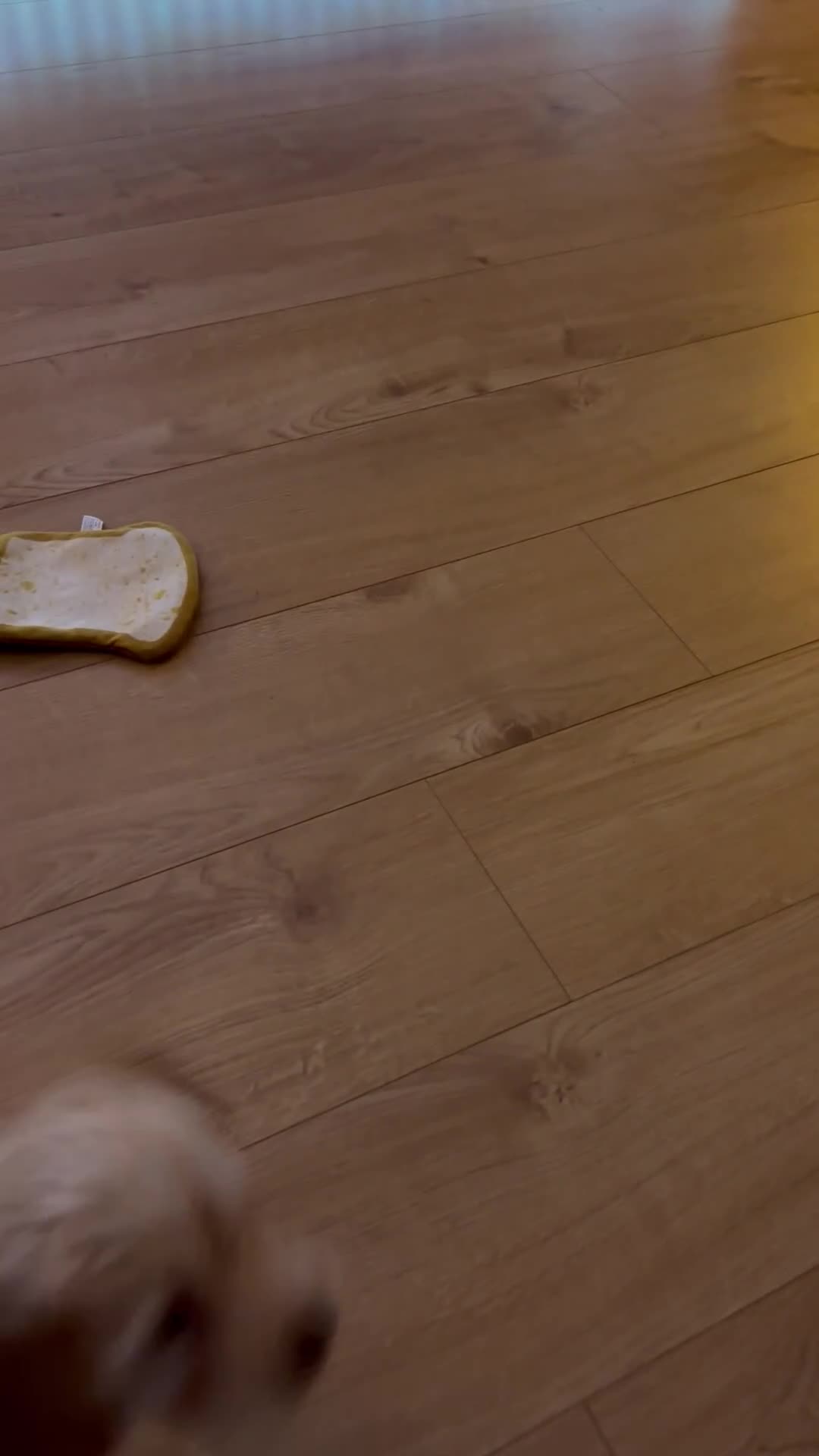 Cockapoo dogs for sale: Miniature Cockapoo Puppy (10 Weeks) - Video 1