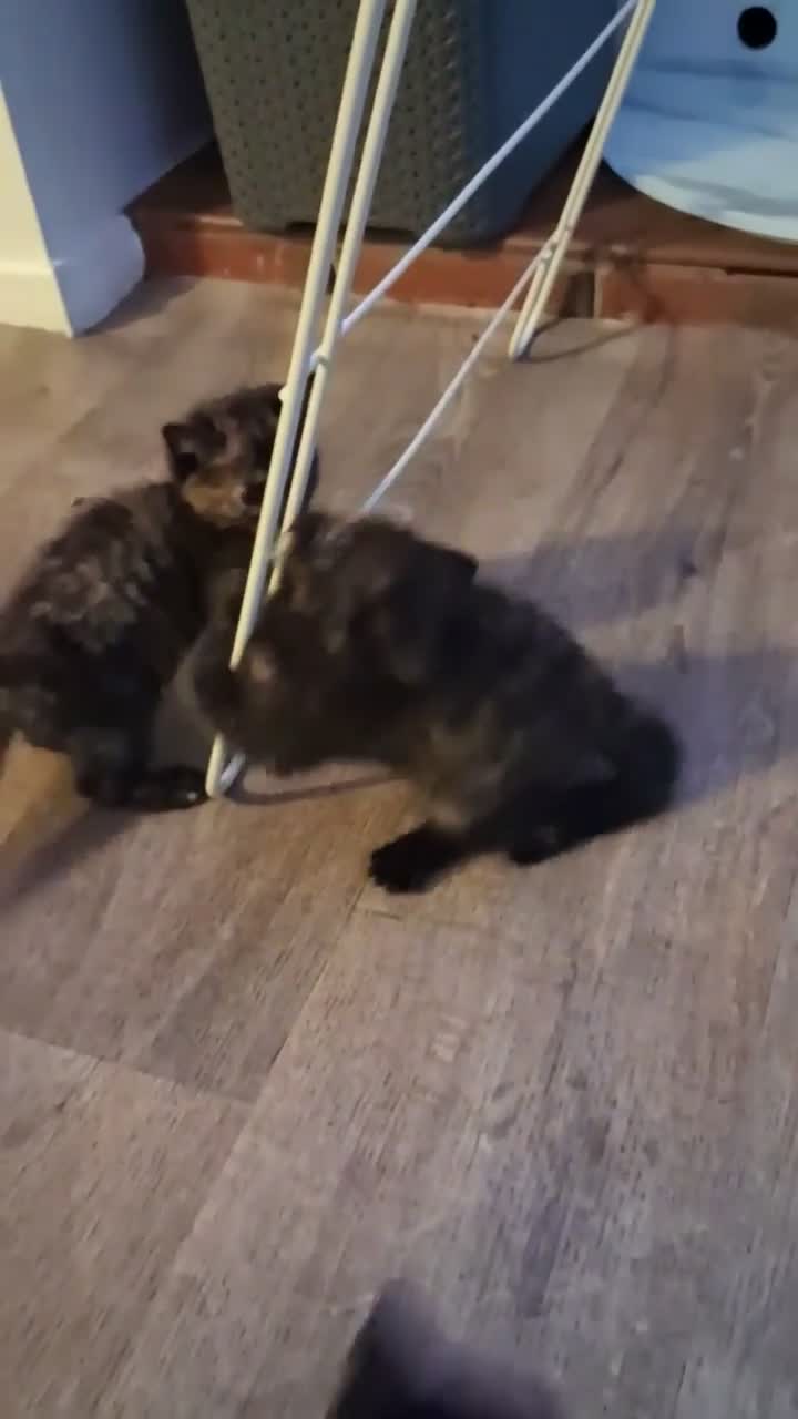 Ragdoll cats for sale: Ragdol x half Main Coon  - Video 4