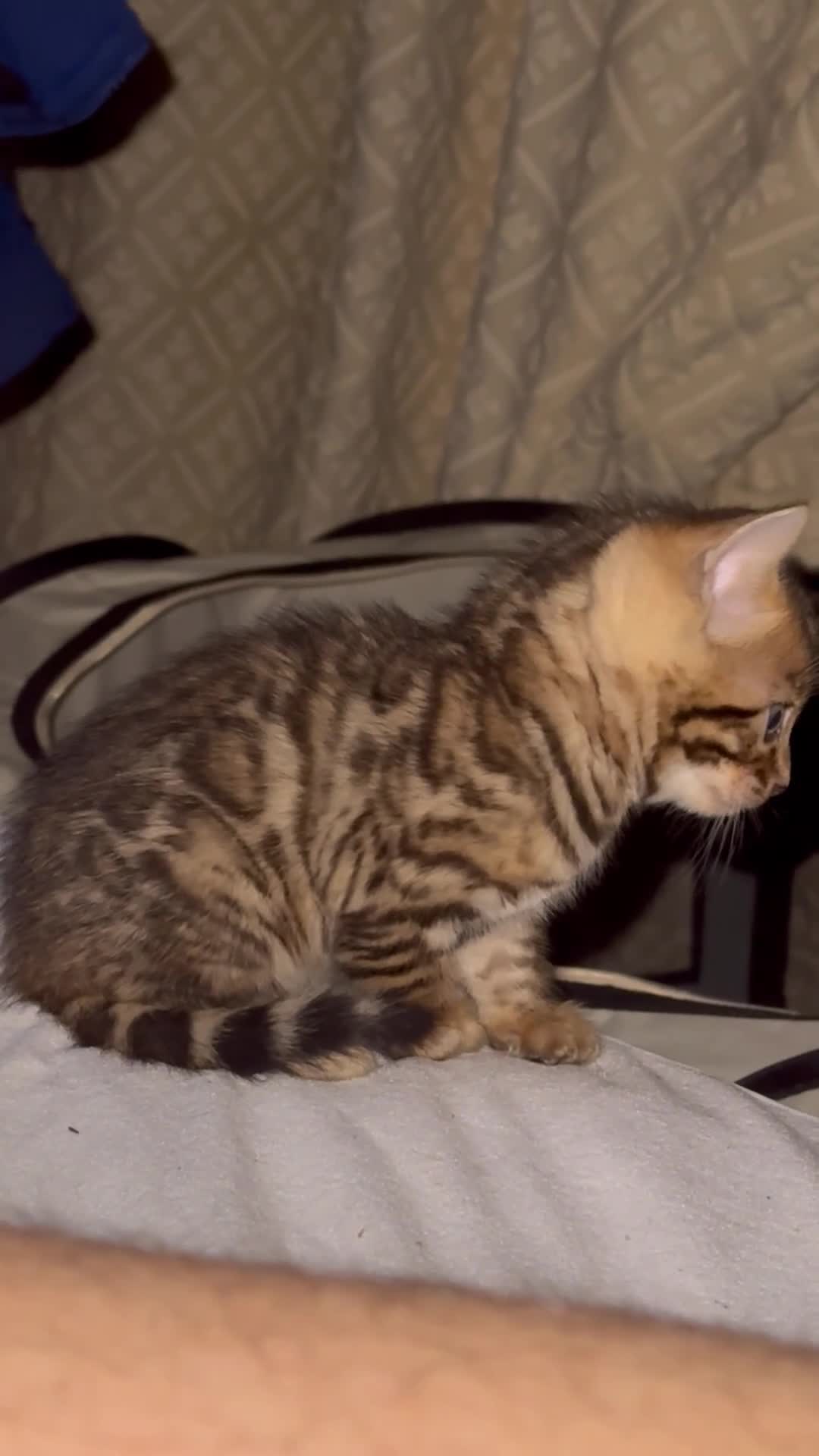 Bengal cats for sale: 💕 Pedigree Rosetted bengal kittens 💕 - Video 3