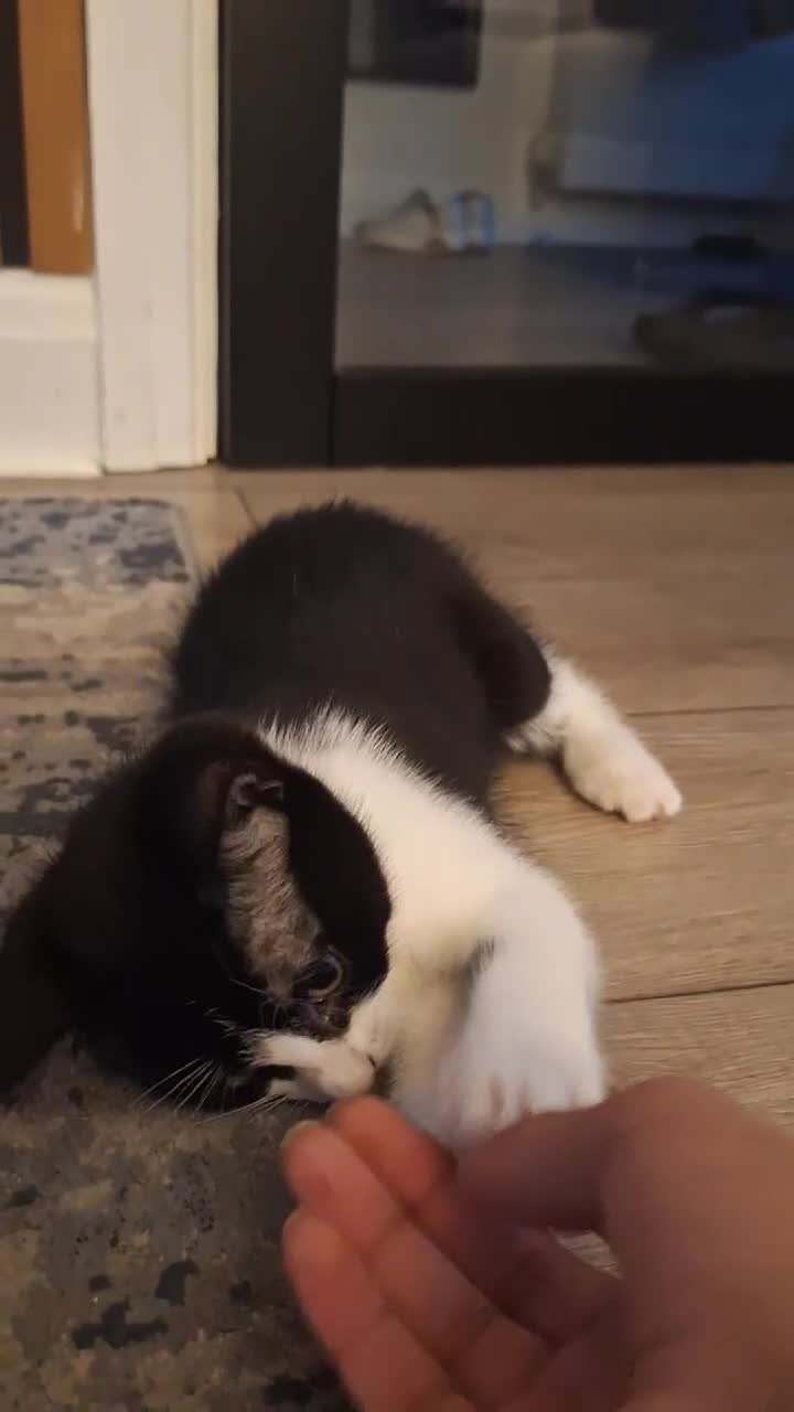 Mixed Breed cats for sale: Adorable Tuxedo Kittens available to Forever homes - Video 5