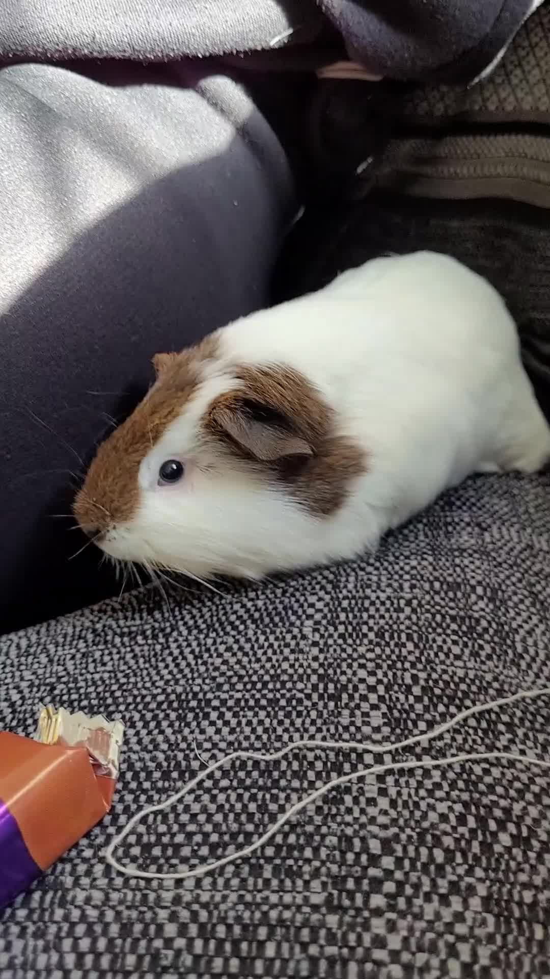 Guinea Pig rodents for sale: Selma and patty sisters  - Video 1
