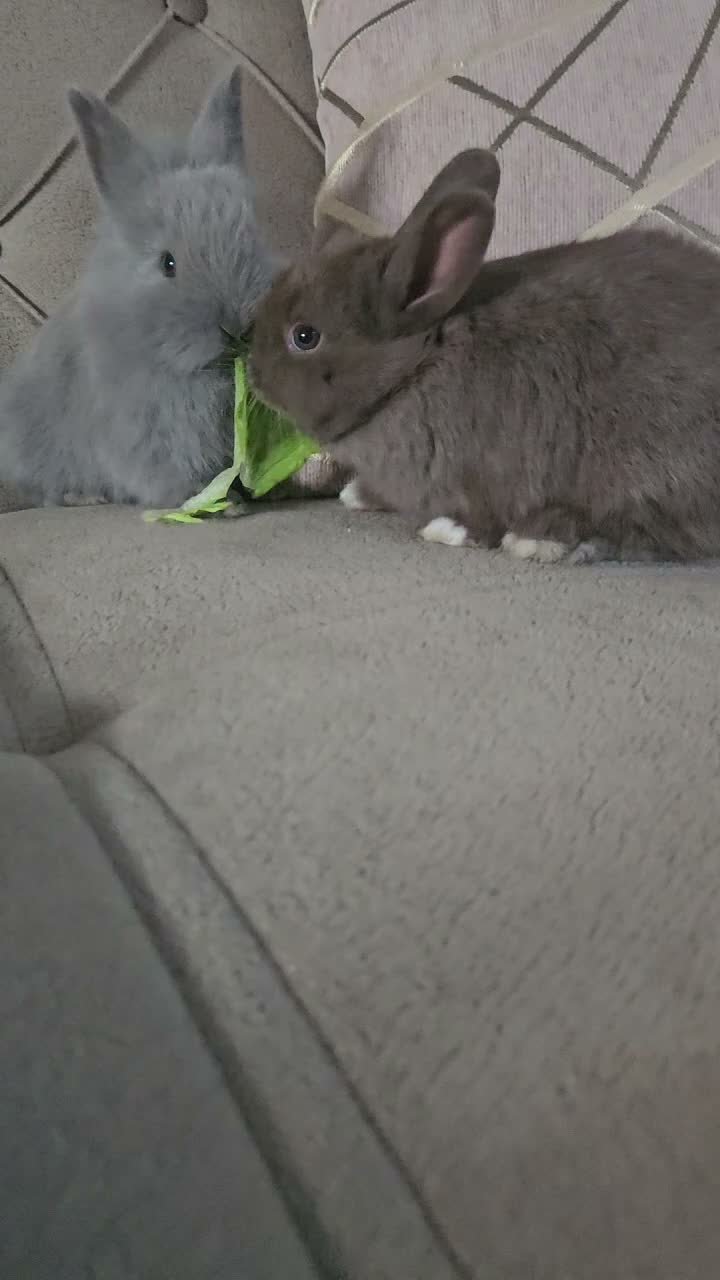 Mixed Breed rabbits for sale: They are lion head and Dutch mix 🥰 - Video 1