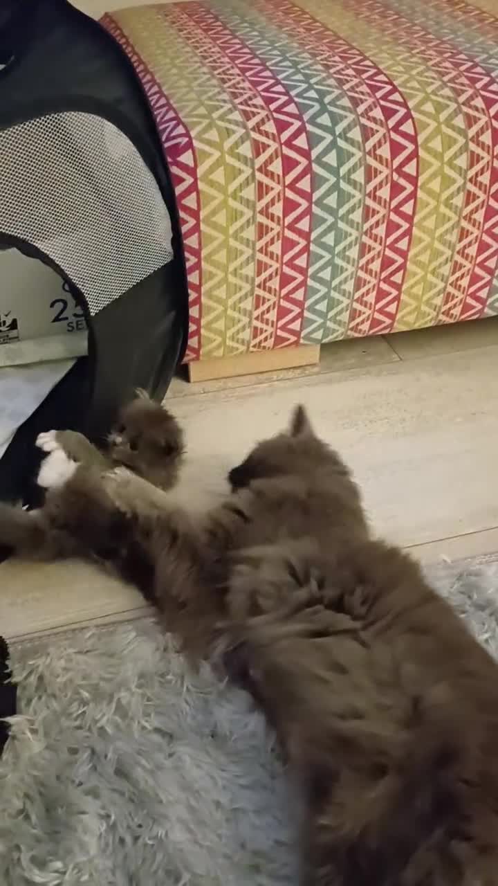 Mixed Breed cats for sale: 4 persian ragdolls ( one grey reserved).  - Video 2