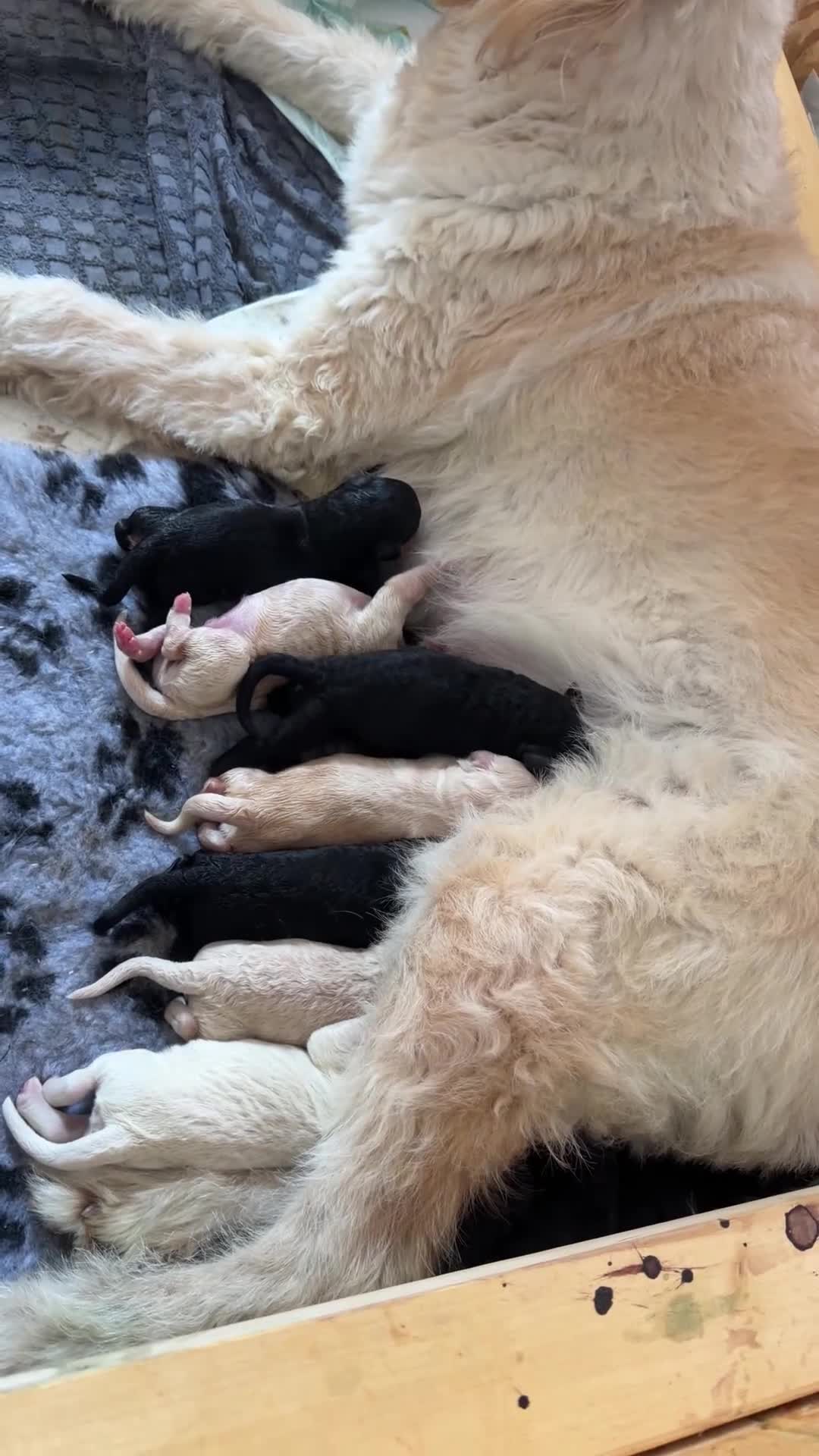 Mini Goldendoodle dogs for sale: F1b Mini Goldendoodle Puppies. Ready to Reserve 🤍 - Video 2