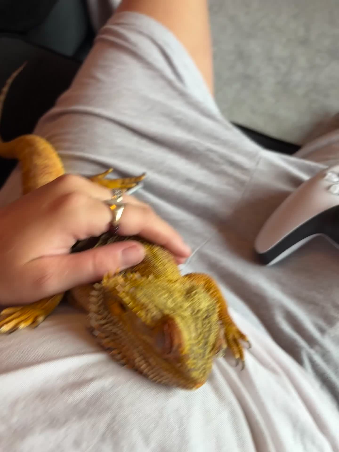 Parakeets birds for sale: Baby budgie boy named gizmo  - Video 4