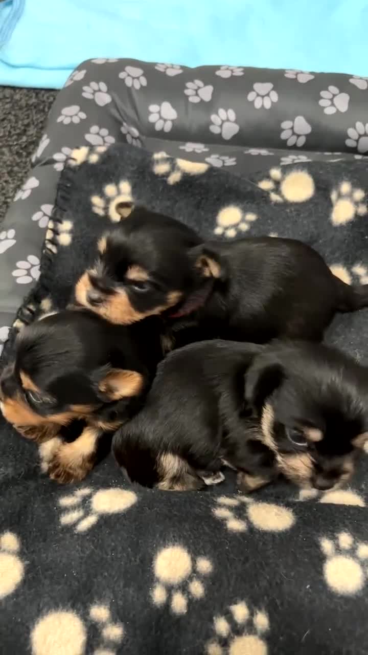Yorkshire Terrier dogs for sale: Yorkshire Terrier Puppies  - Video 1