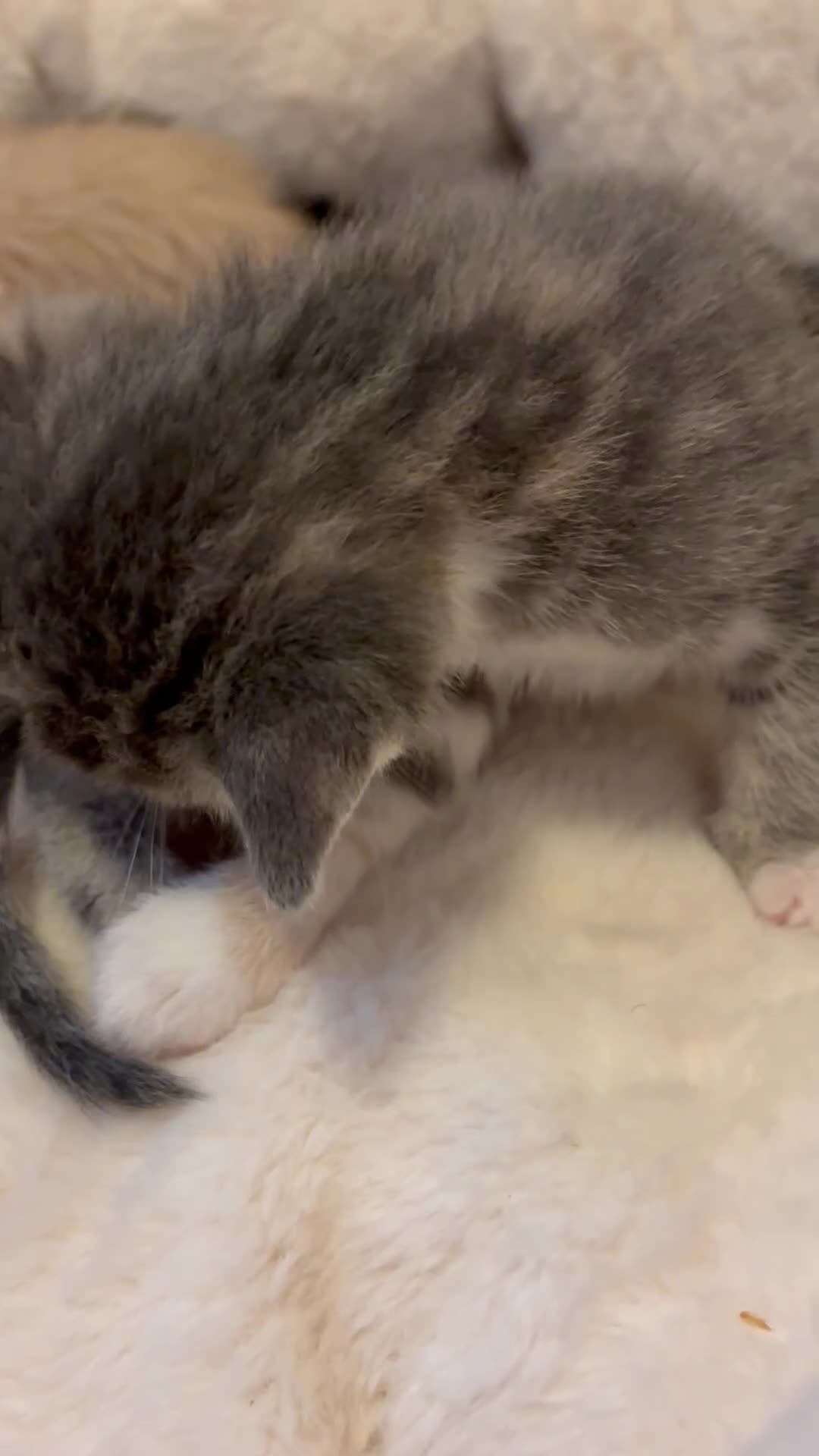 Scottish Fold cats for sale: Scottish Straight Kitten  - Video 1