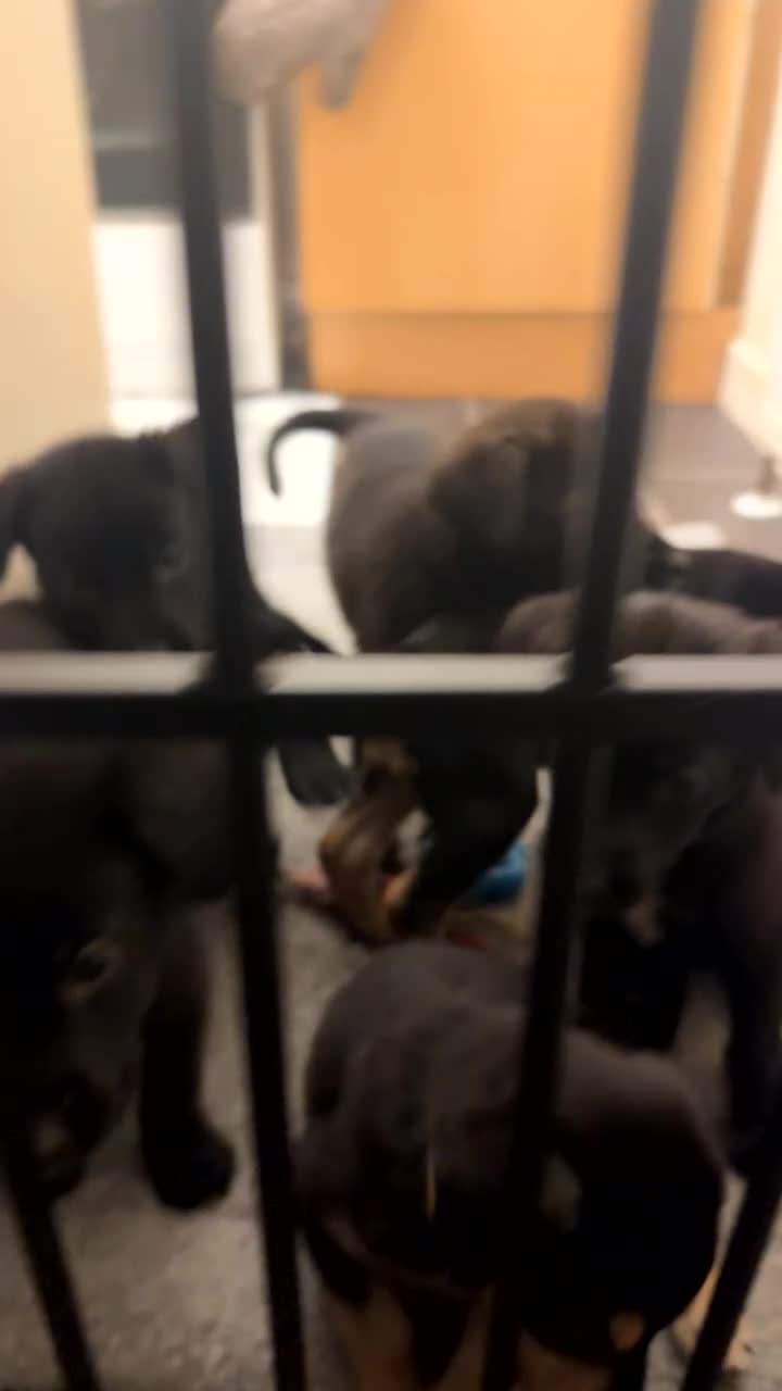 Mixed Breed dogs for sale: German Shepherd Mix Puppies - Video 1