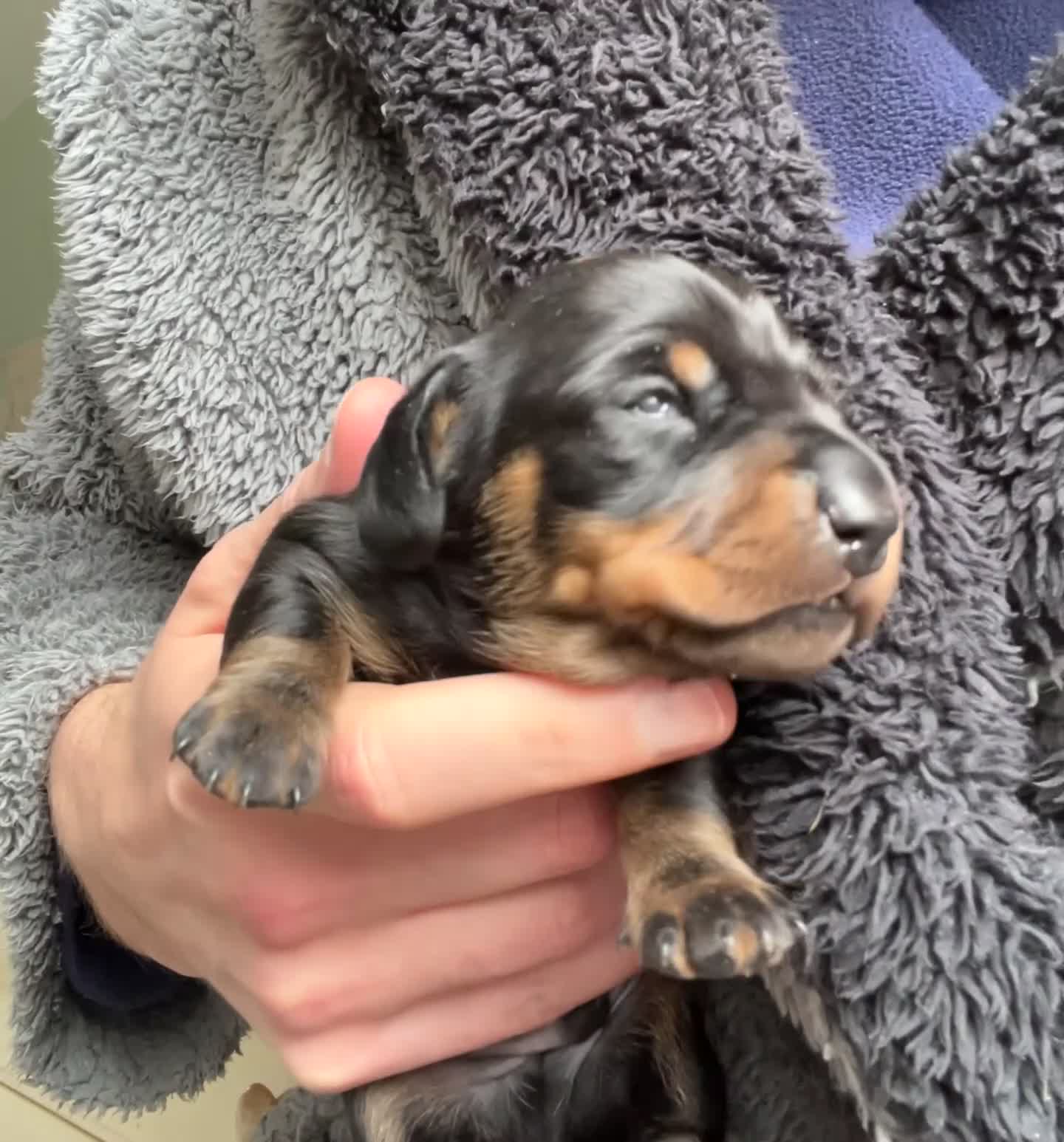 Miniature Dachshund dogs for sale: 1 little shaded red miniature dachshund girl left  - Video 3