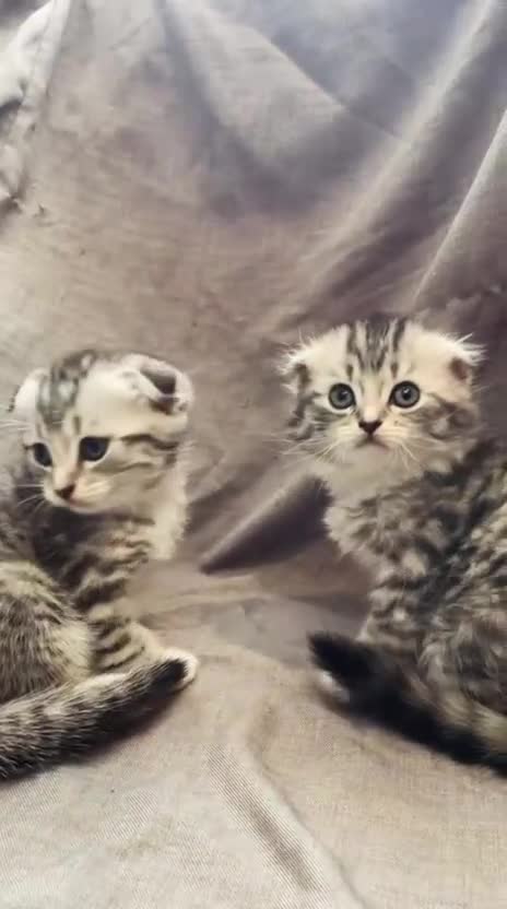 Mixed Breed cats for sale: Scottish fold / straight kittens  - Video 1