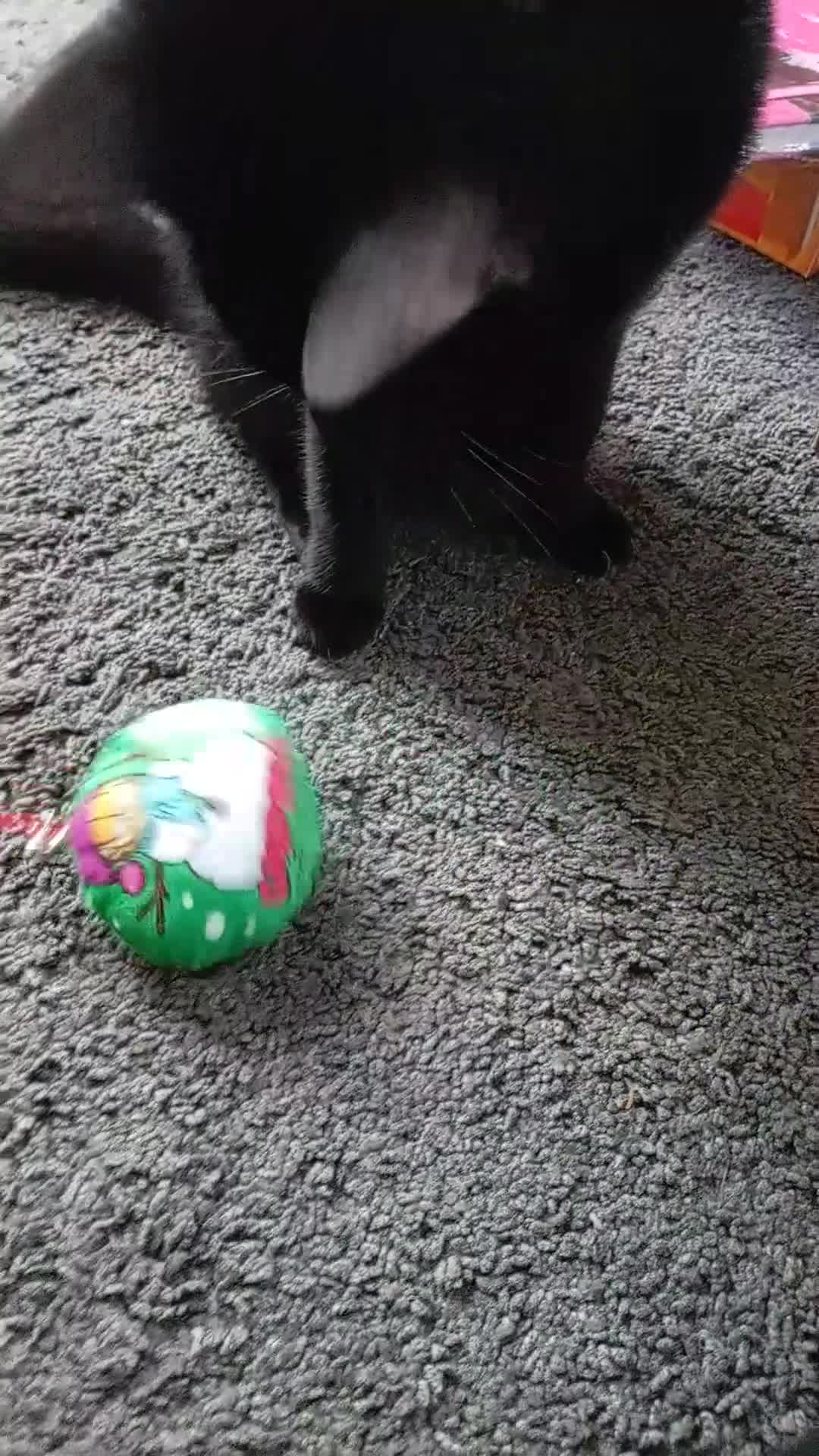 Mixed Breed cats for sale:  ** . 1 year old female, Luna. - Video 2