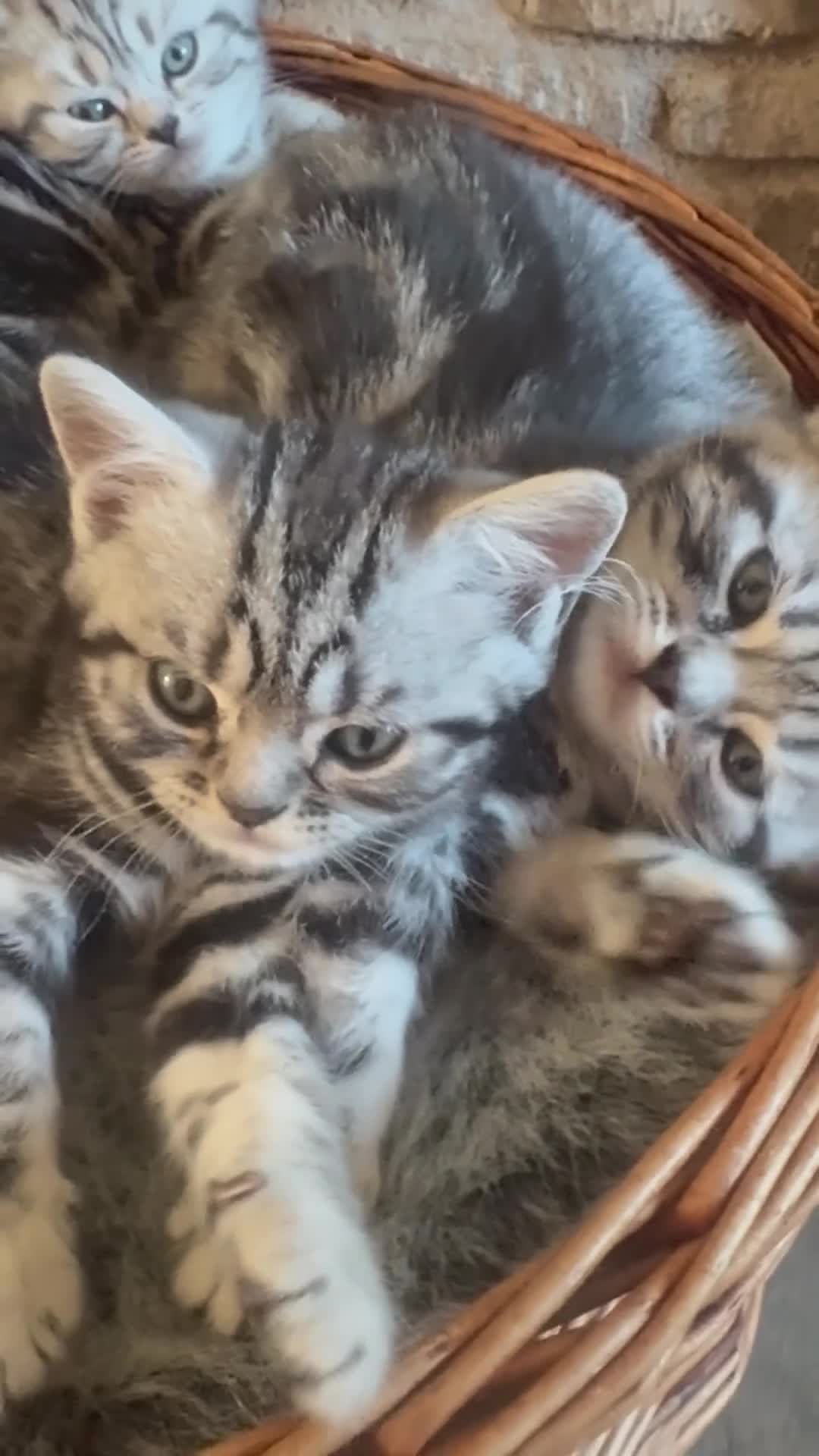 British Shorthair cats for sale: British Shorthair silver tabby kittens  in Radstock - Video 3