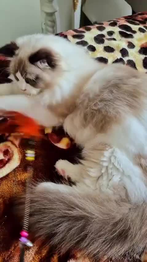 Ragdoll cats for sale: Premium Seal Bicolour  Ragdoll Boys 💖💖💖 - Video 4