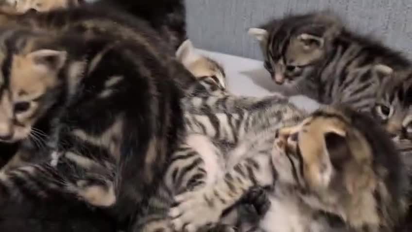 Bengal cats for sale: Bengal x - Video 1
