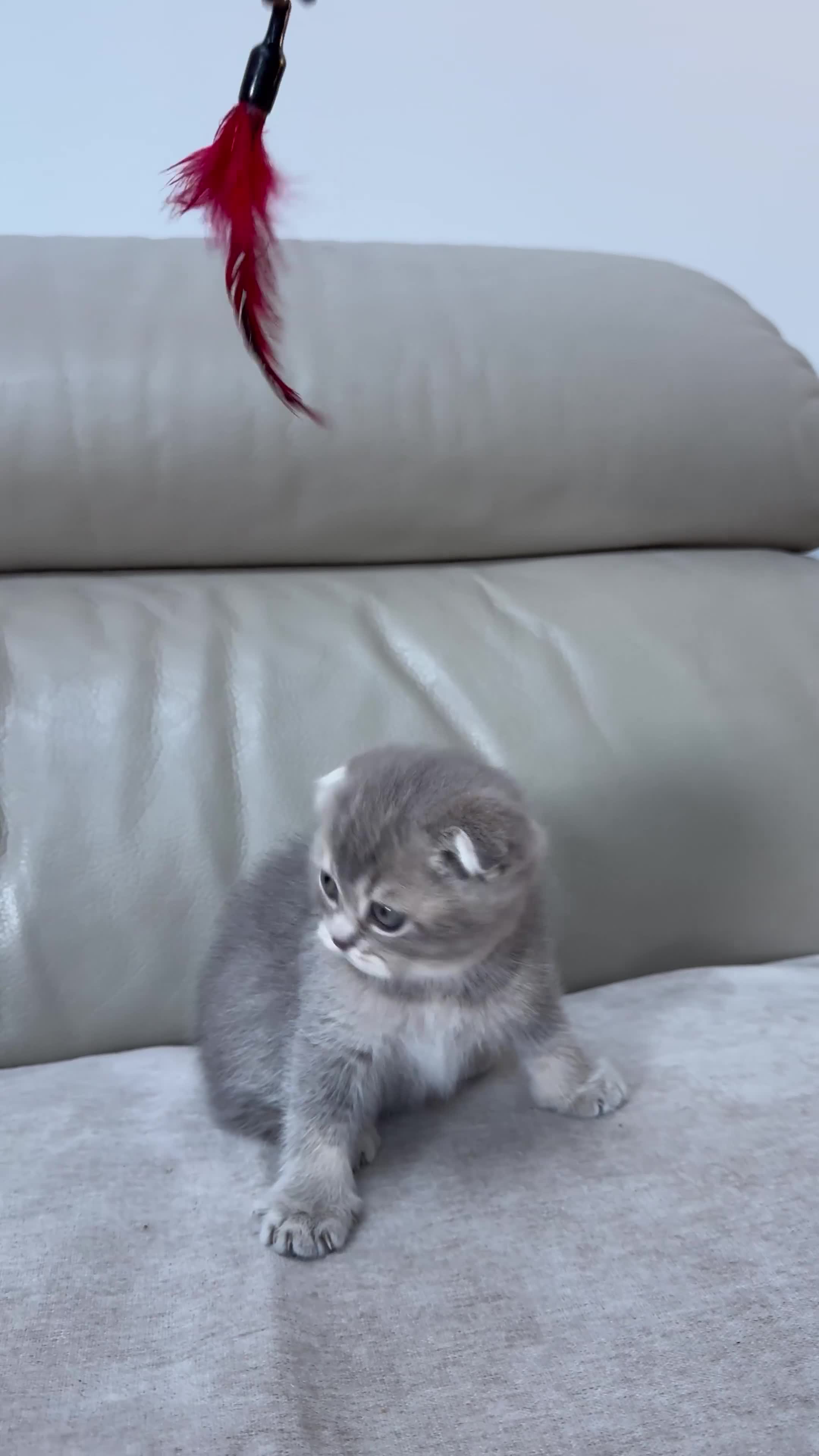 Scottish Fold cats for sale: Full pedigree Scottish fold kittens - Video 1