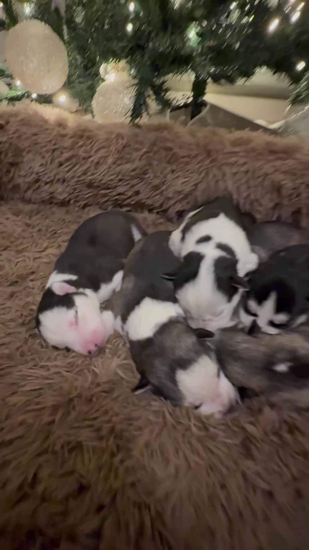 Siberian Husky dogs for sale: Stunning Siberian Husky puppies 😍 - Video 2