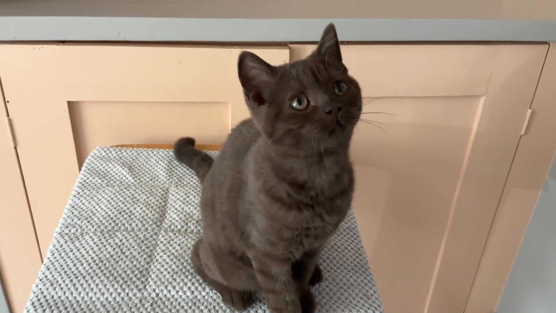 British Shorthair cats for sale: Beautiful chocolate female  - Video 1