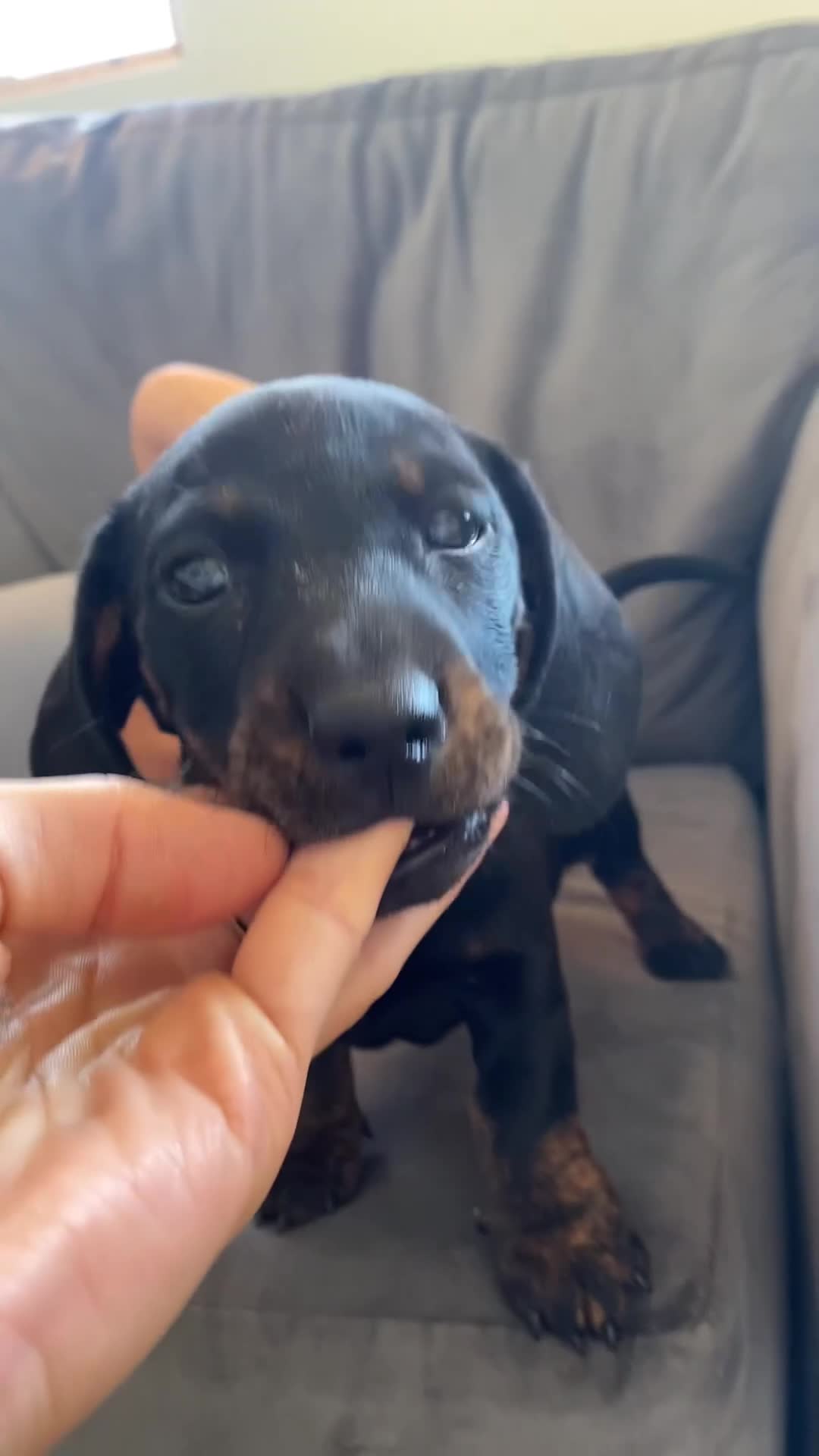 Miniature Dachshund dogs for sale: 3 miniature dachshund 🐾  - Video 3