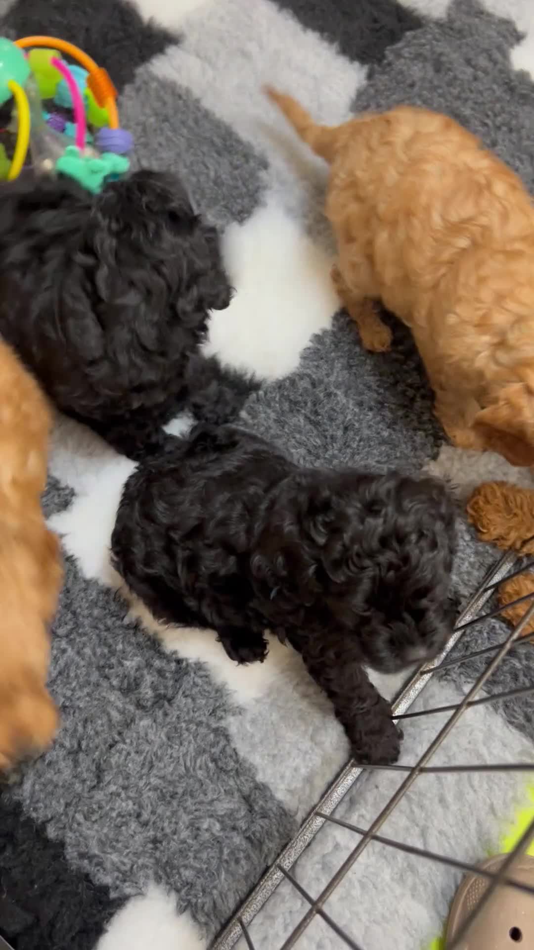Cavapoo dogs for sale:  SUPER Extensively Health tested 280 ALL CLEAR🐾🐶 - Video 2