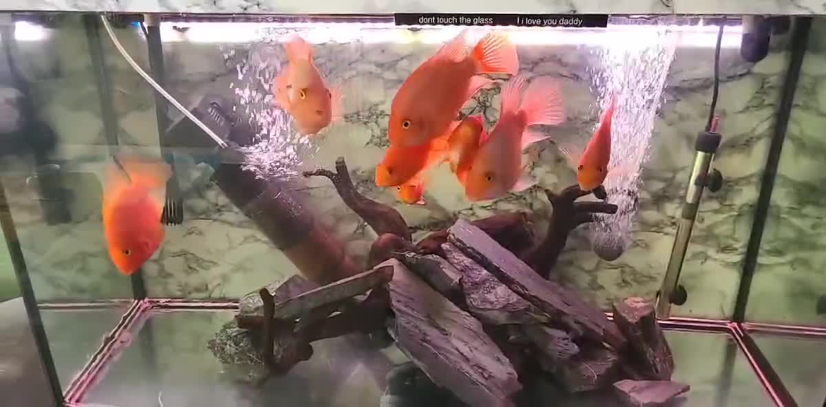 Cichlids fish for sale: 8 parrot fish  - Video 1