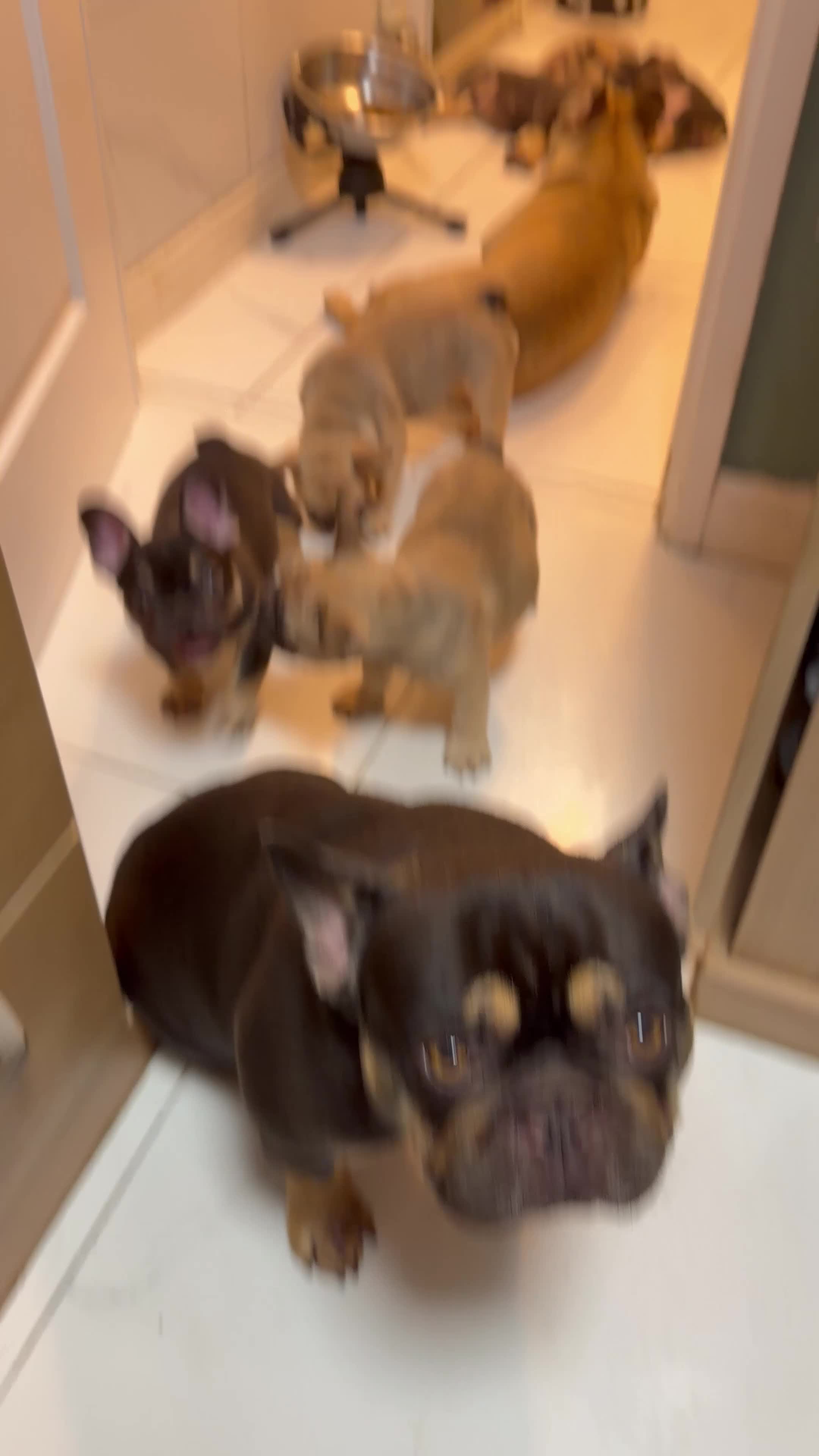 French Bulldog dogs for sale: French Bulldog Puppies Ready for Forever Home - Video 2